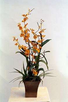 Dancing lady orchids in metal container