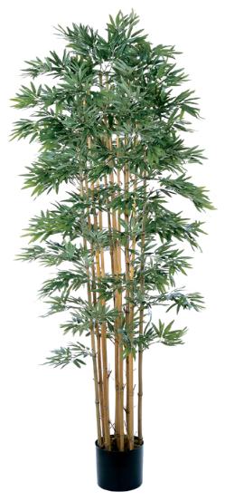 Bamboo Japanica