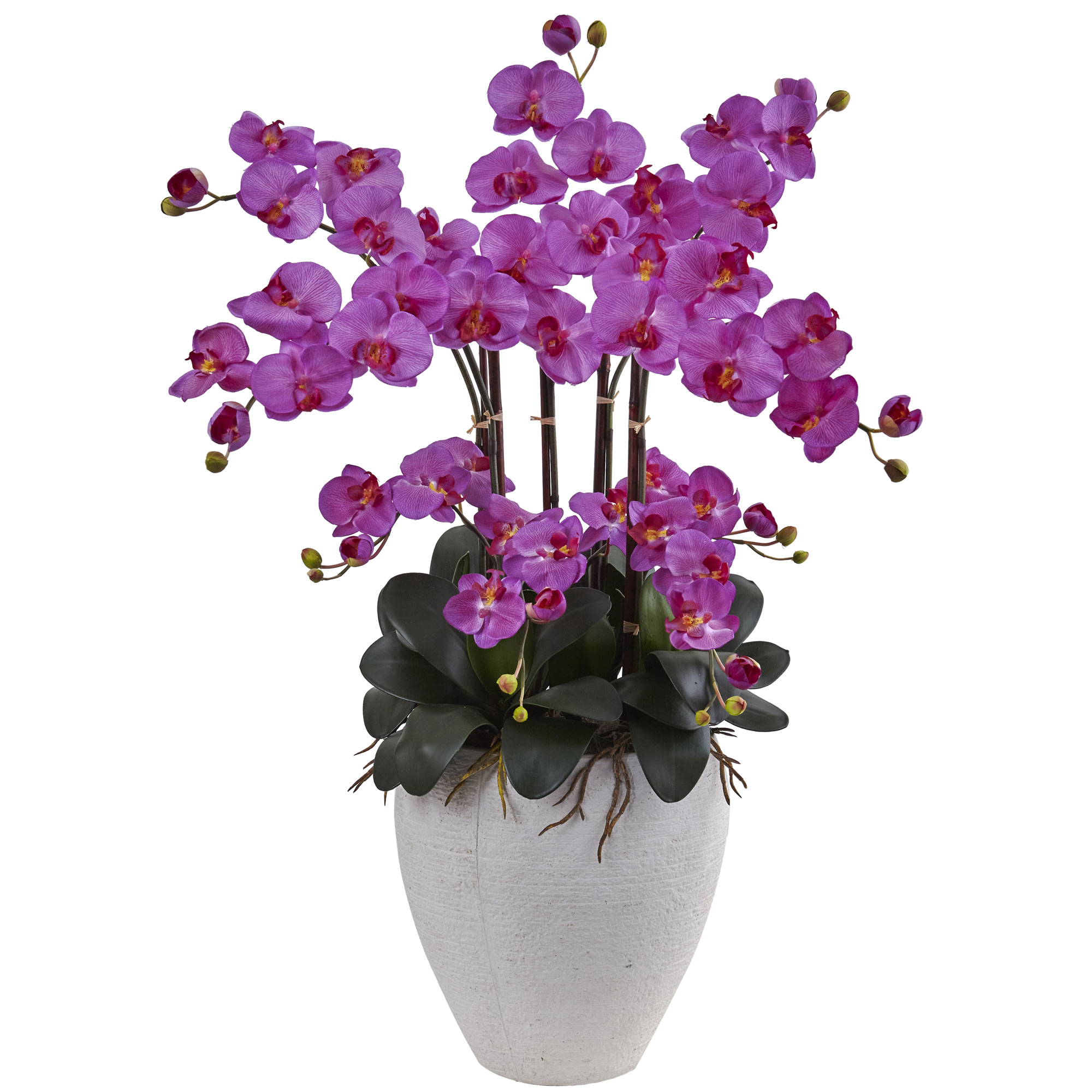 Phalenopsis orchids