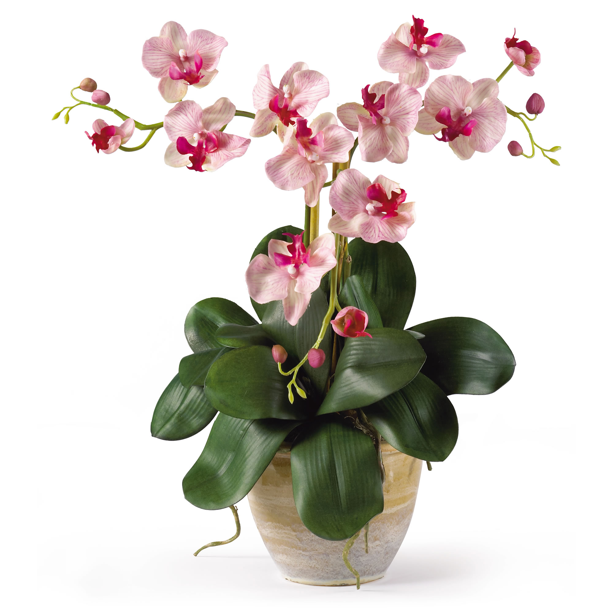 Phalenopsis orchids