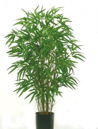 36 inches Twiggy Green Bamboo