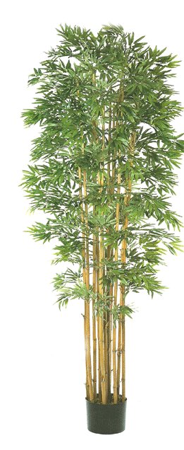 8 feet Natural Bamboo plant
