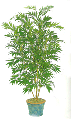 6 feet Potted Pencil Bamboo Tree