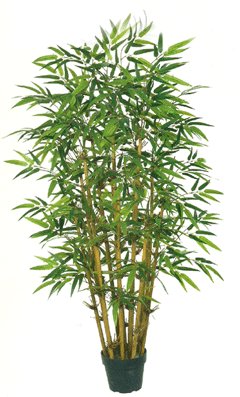 60 iches potted Bamboo Tree