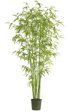 6 feet Green Bamboo