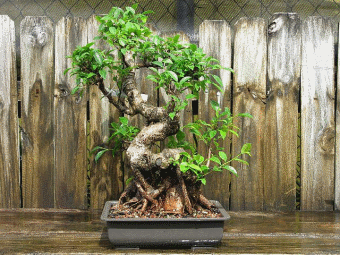 Bonsai Tiger Bark Ficus