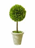 boxwood topiary ball mini