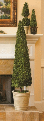 Boxwood topiary cone. 51 inches height