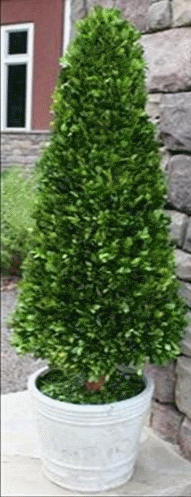 Boxwood topiary cone large