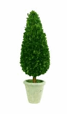 boxwood topiary teardrop small