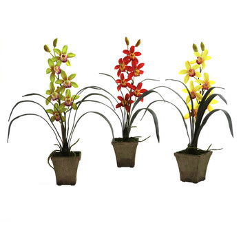 Mini cymbidium orchids