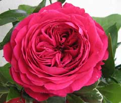 David Austin Garden Rose