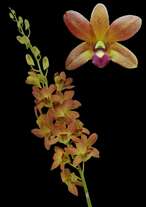 orchids species dendrobium Asian brown