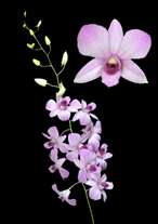orchids species dendrobium