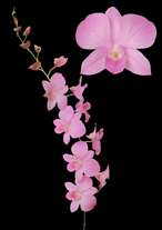 orchids species dendrobium big pink