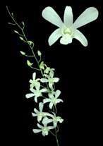 orchids species dendrobium big white