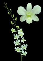 orchids species dendrobium big white 5n