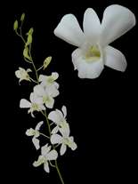 orchids species dendrobium White Aroon