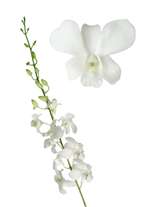 orchids species dendrobium Big White Sanan
