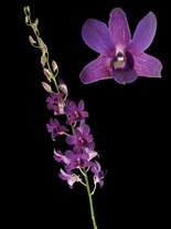 orchids species dendrobium blue sweet