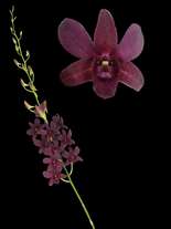 orchids species dendrobium Burana Cindy