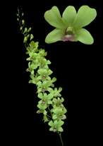 orchids species dendrobium Burana Jade
