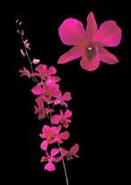 orchids species dendrobium Chalerm Red