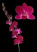 orchids species dendrobium cherry red