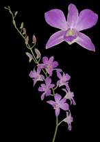 orchids species dendrobium chidchom