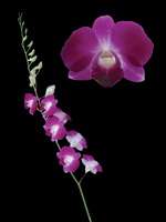 orchids species dendrobium ficho