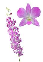 orchids species dendrobium Diamond Pink