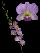 orchids species dendrobium Diana Green
