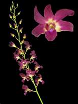 orchids species dendrobium fly bird
