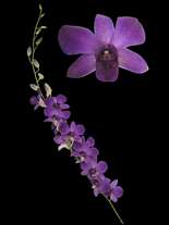 orchids species dendrobium Ice Blue