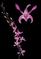 orchids species dendrobium lady red