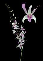 orchids species dendrobium lady white