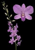 orchids species dendrobium blue