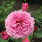 Agnes 2 Garden Rose