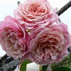 William Garden Rose