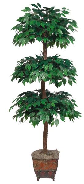 Ficus Triple Topiari