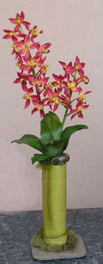 dendrobium orchids