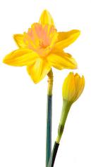 Daffodil or Narcissus Flower