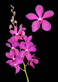 orchids species mokara Anne Kool