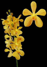 orchids species mokara Aomway