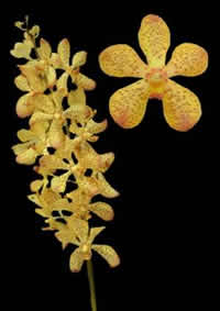 orchids species mokara Bota Gold