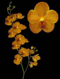 orchids species mokara Chaopraya