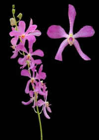 orchids species mokara Mokara Cristine