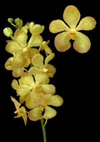 orchids species mokara Cristin Warayut 1