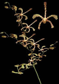 orchids species mokara Maikiwi
