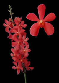 orchids species mokara Mida